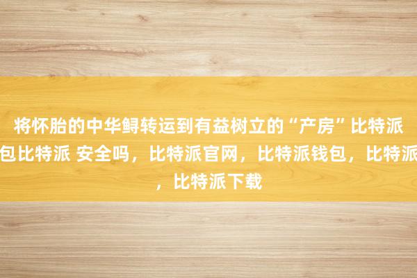 将怀胎的中华鲟转运到有益树立的“产房”比特派冷钱包比特派 安全吗，比特派官网，比特派钱包，比特派下载